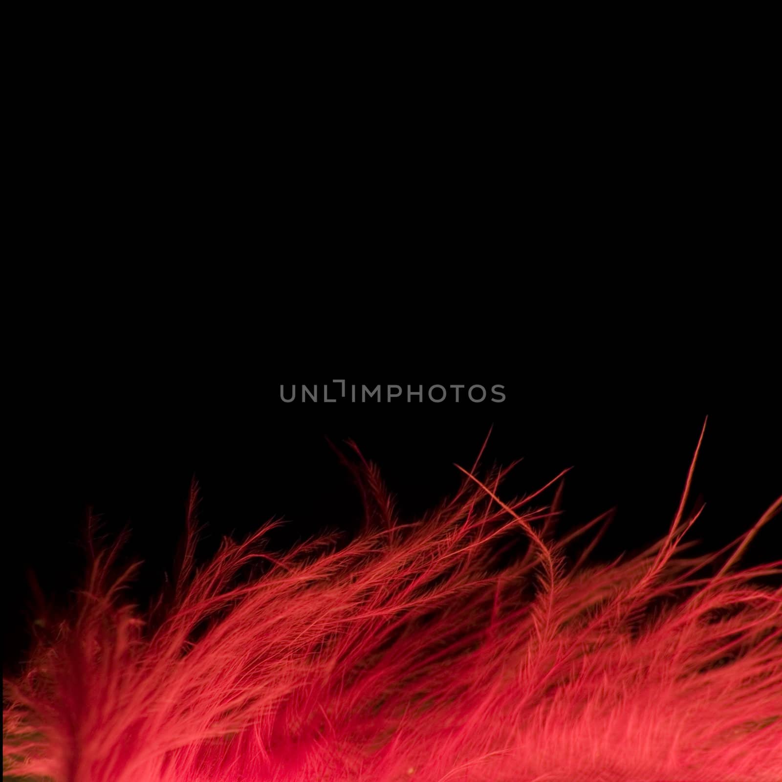 Fragment of a red feather on a black background
