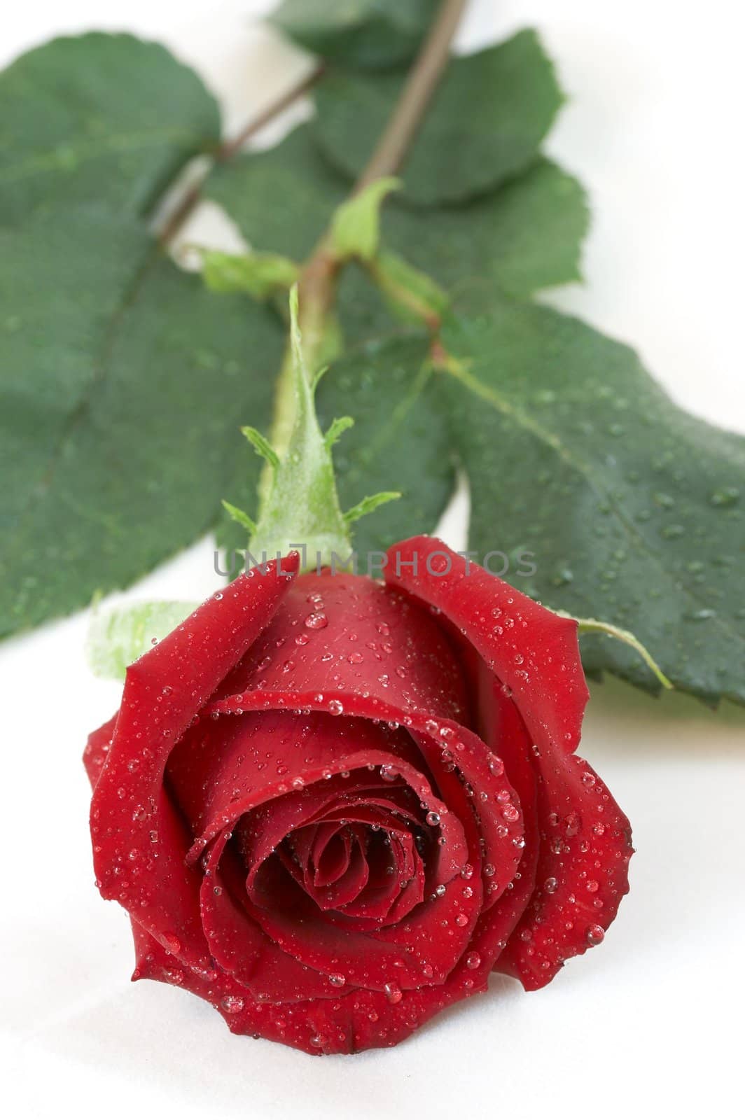 a picture of a wet rose on white