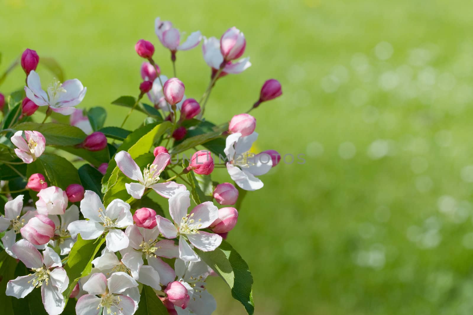 Apple tree blossom on deep green grass