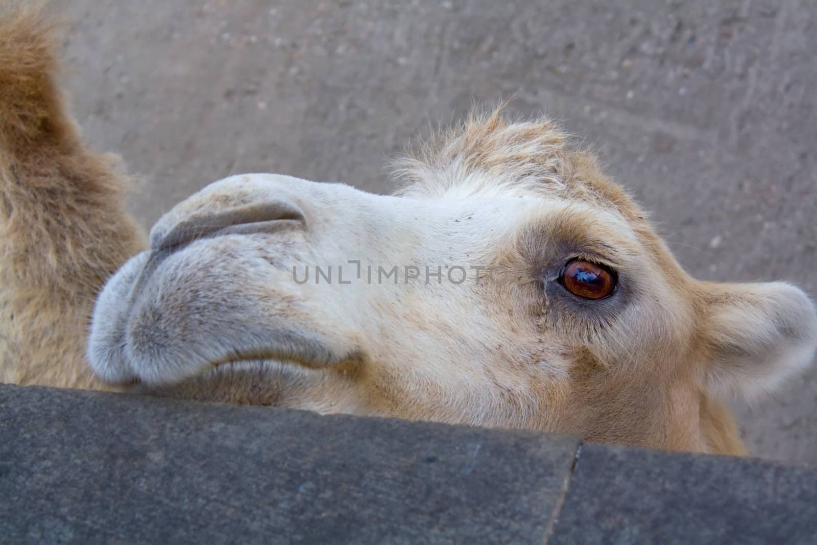 Camel with sad eyes. It is photographed by close up.