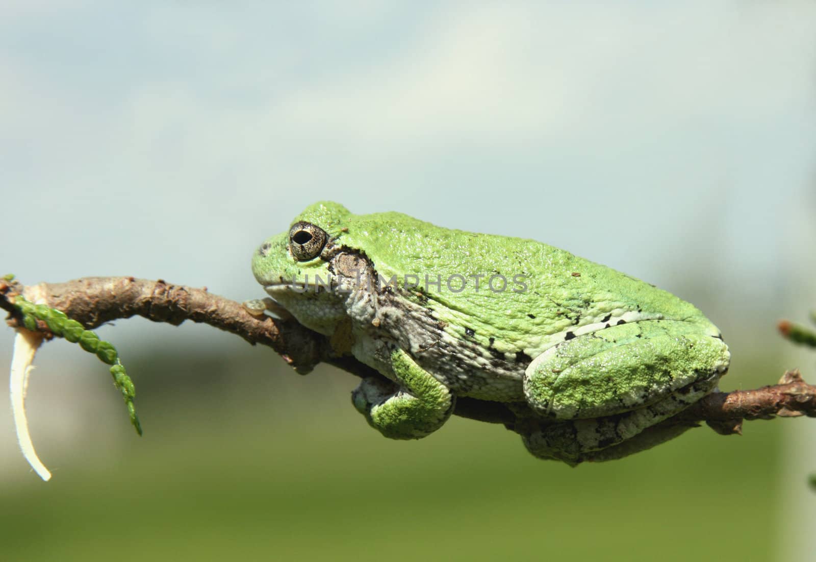 green tree frog by dcwcreations