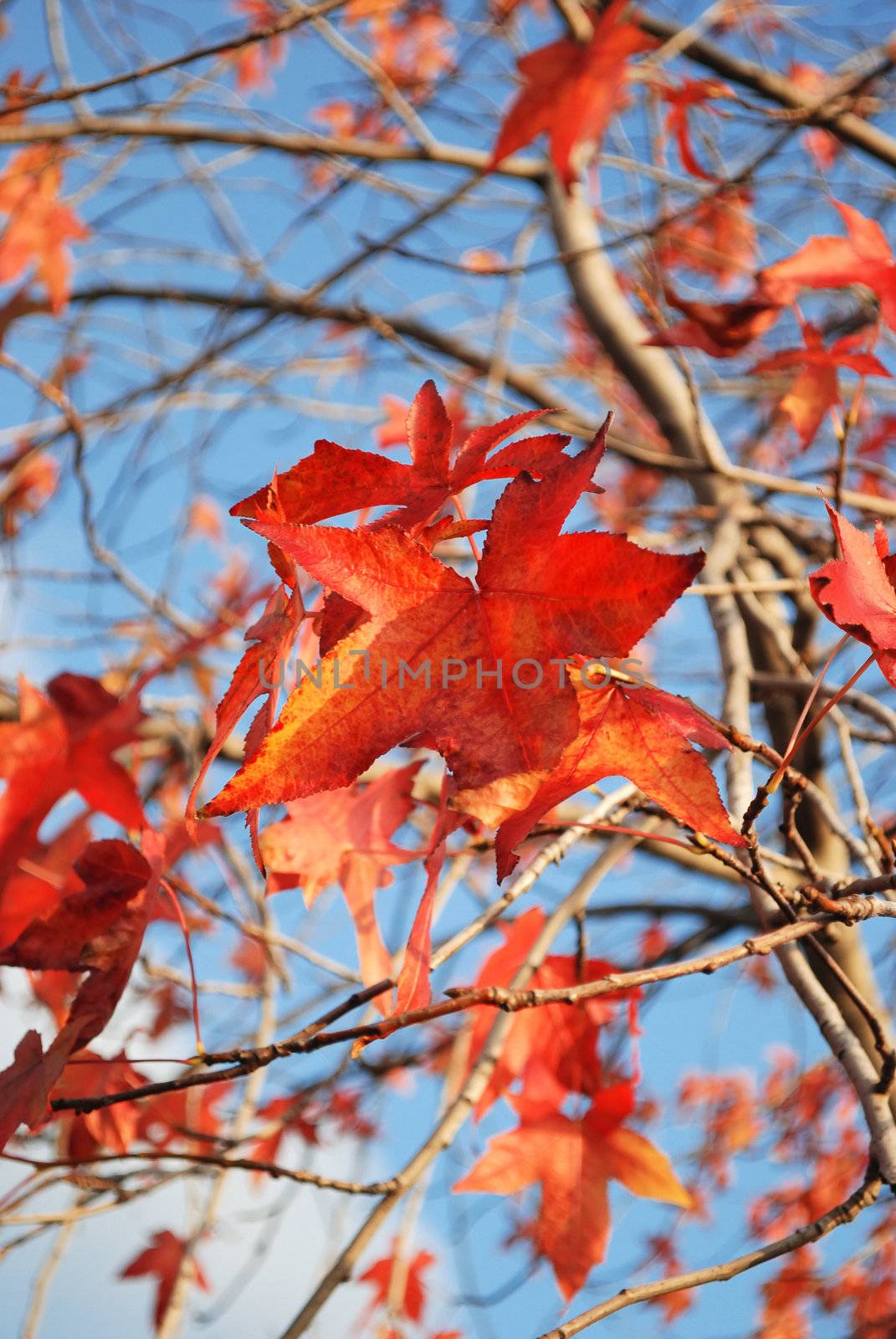 Bright red Japanise mapple leaf is on the blue fall sky. 