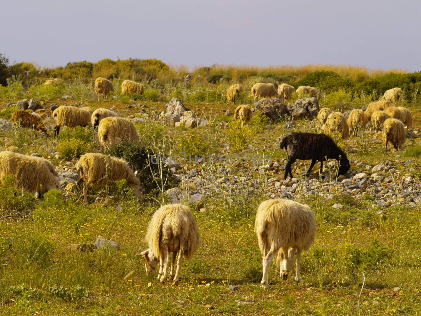 flock of sheep