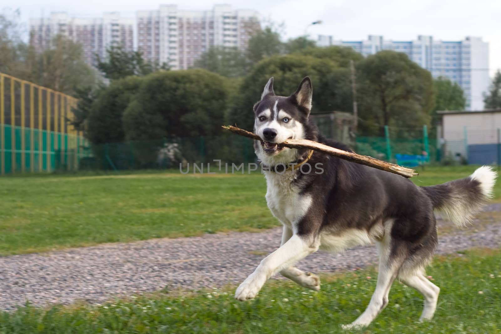 Running husky with brunch in the city
