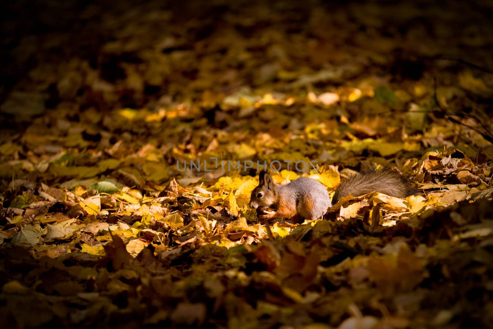 squirrel with nut in the autumn leaves

