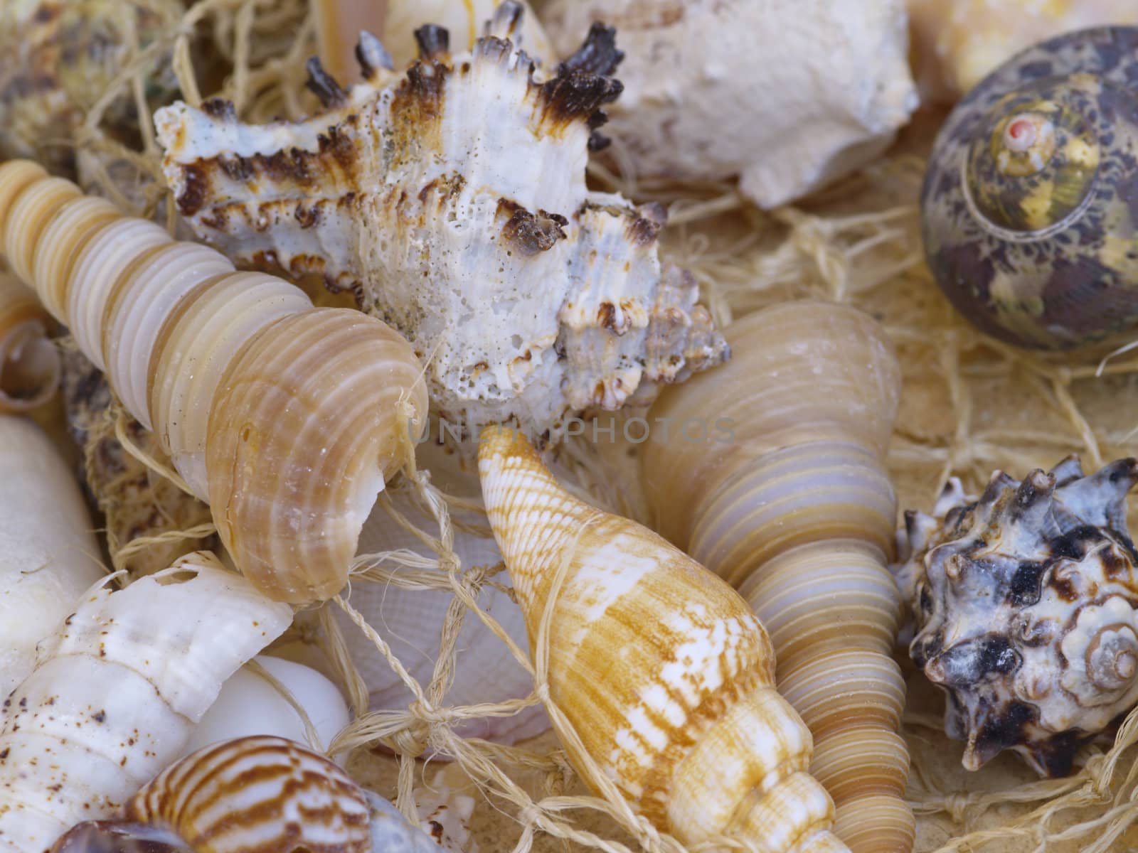 Snail shells in a net, background