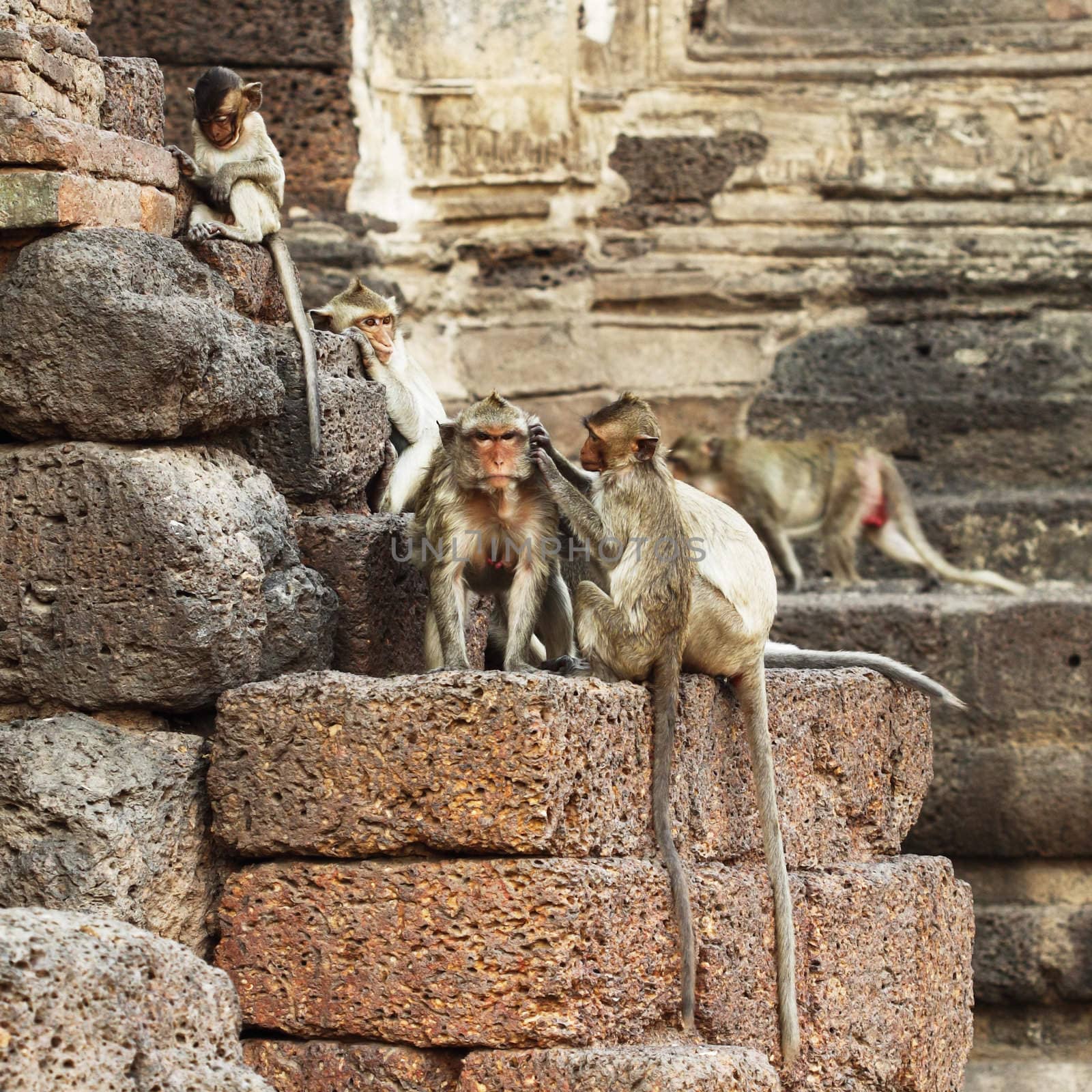 monkey resting on the ancient stone wall