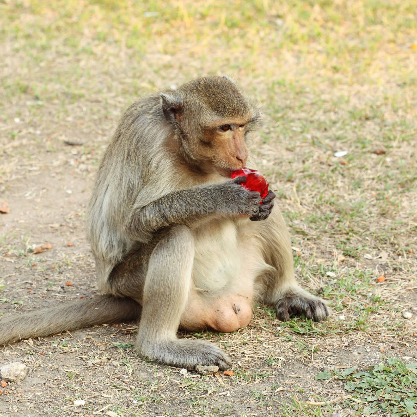 monkey eating a red water