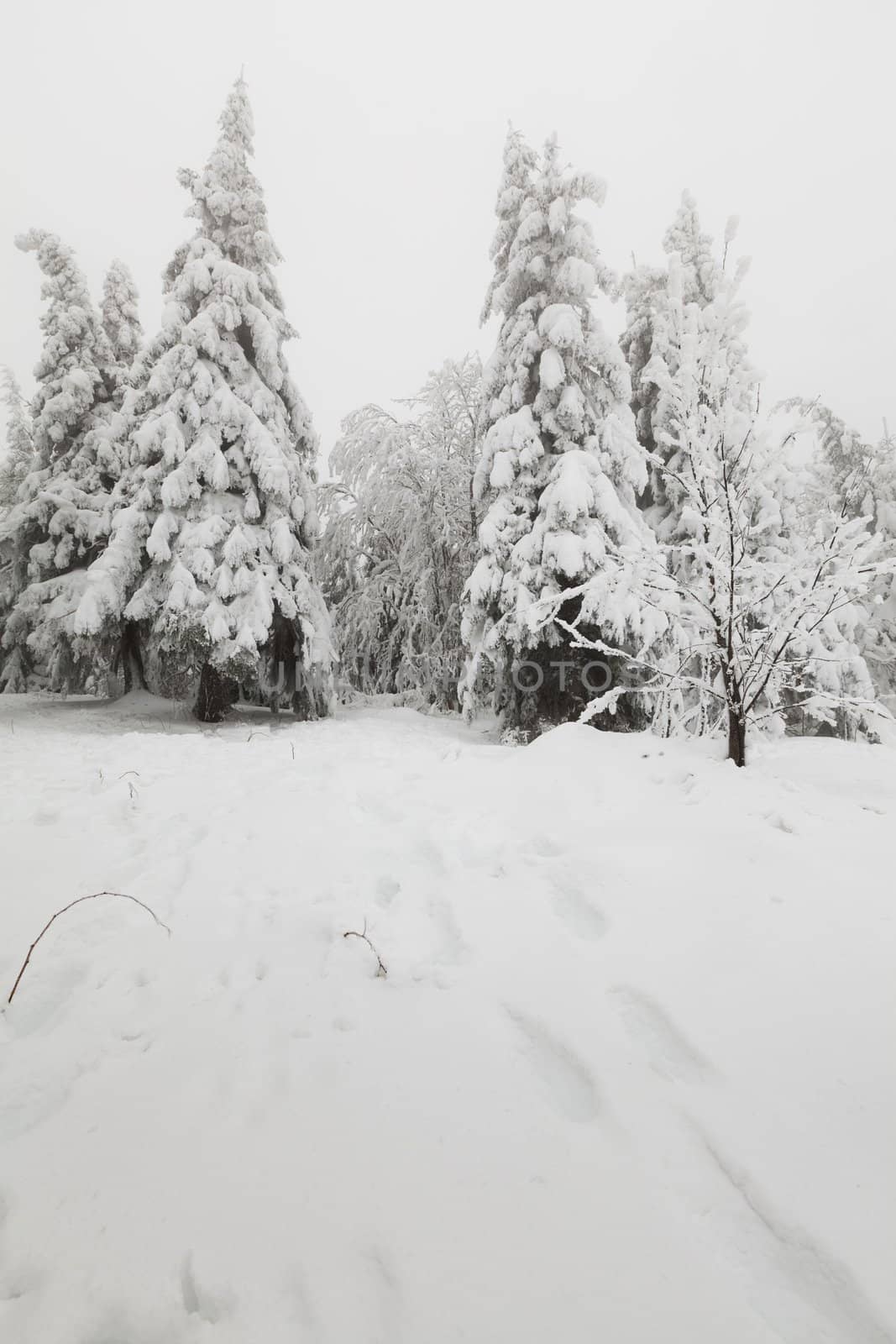 Frozen fir-tree forest in the mountains. Cloudy weather.