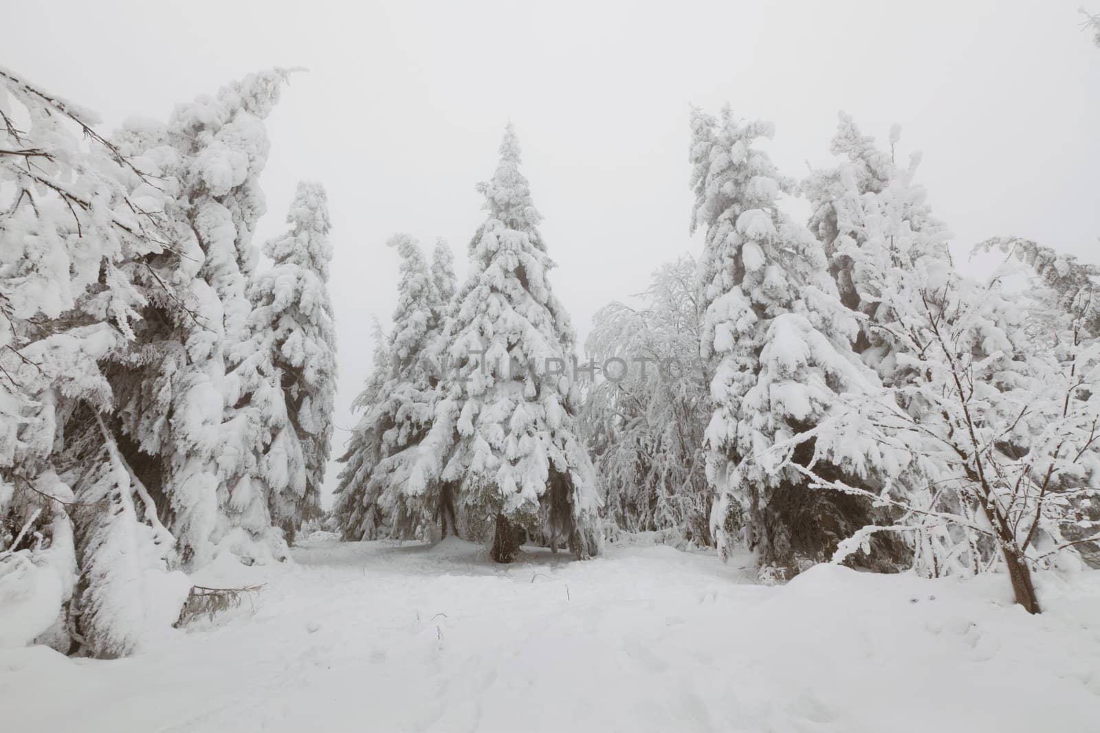 Frozen fir-tree forest in the mountains. Cloudy weather.