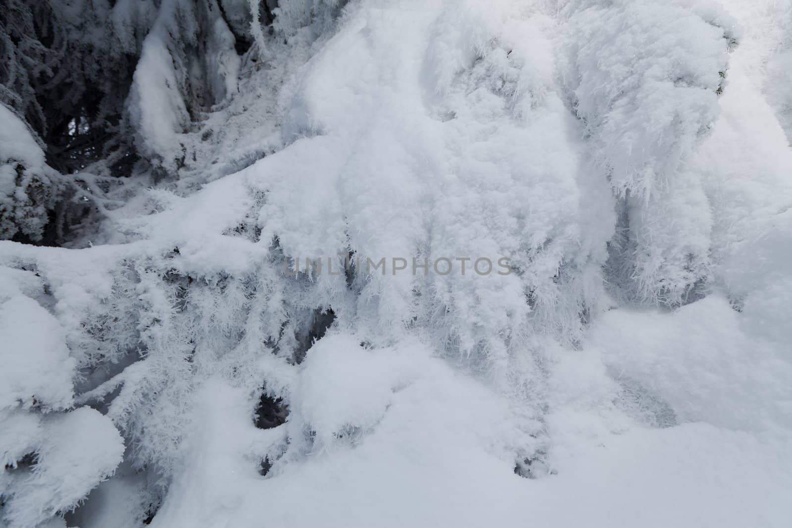 Frozen fir tree background covered with snow