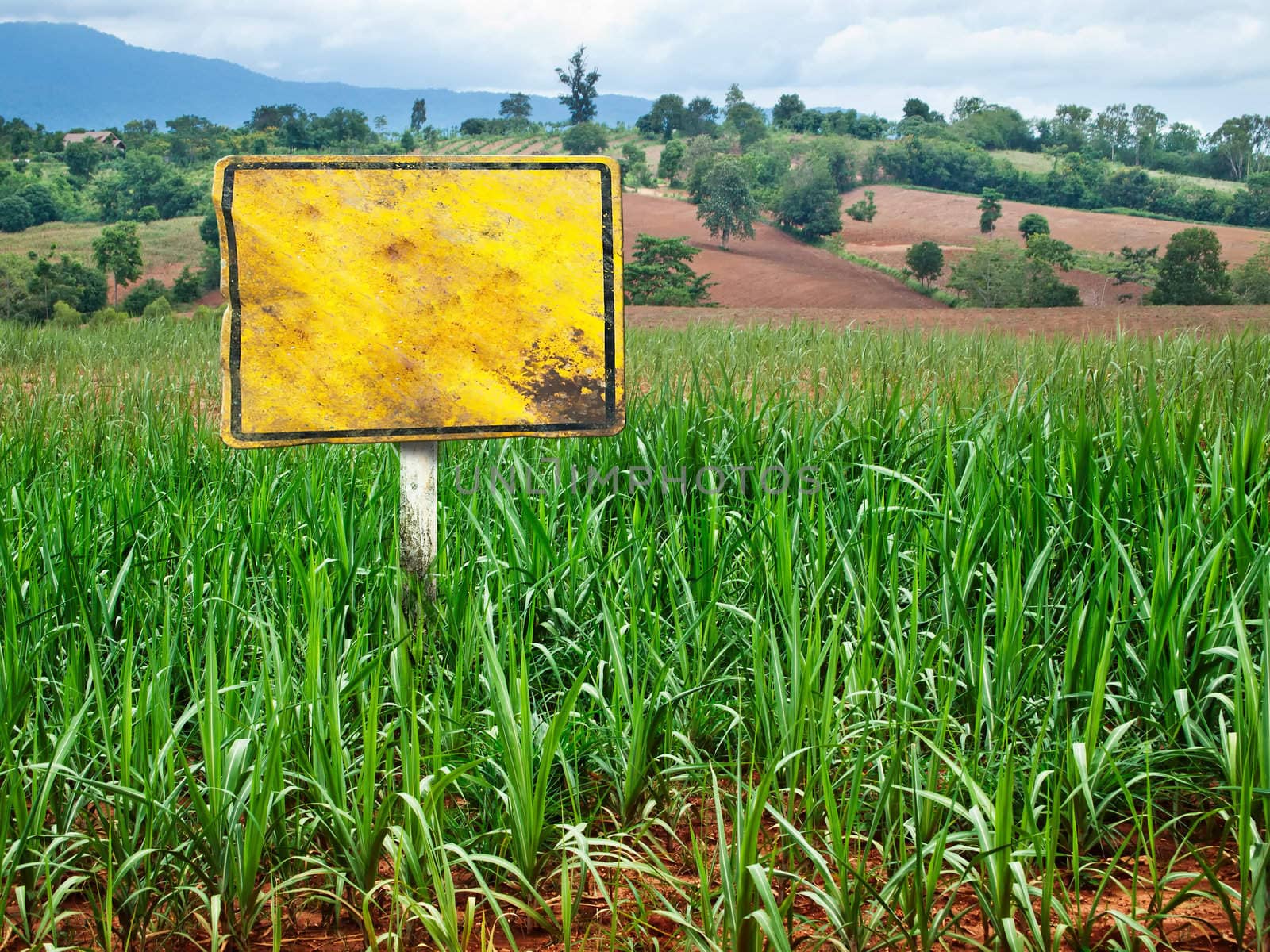 Yellow banner sign Embroidered on the hill land