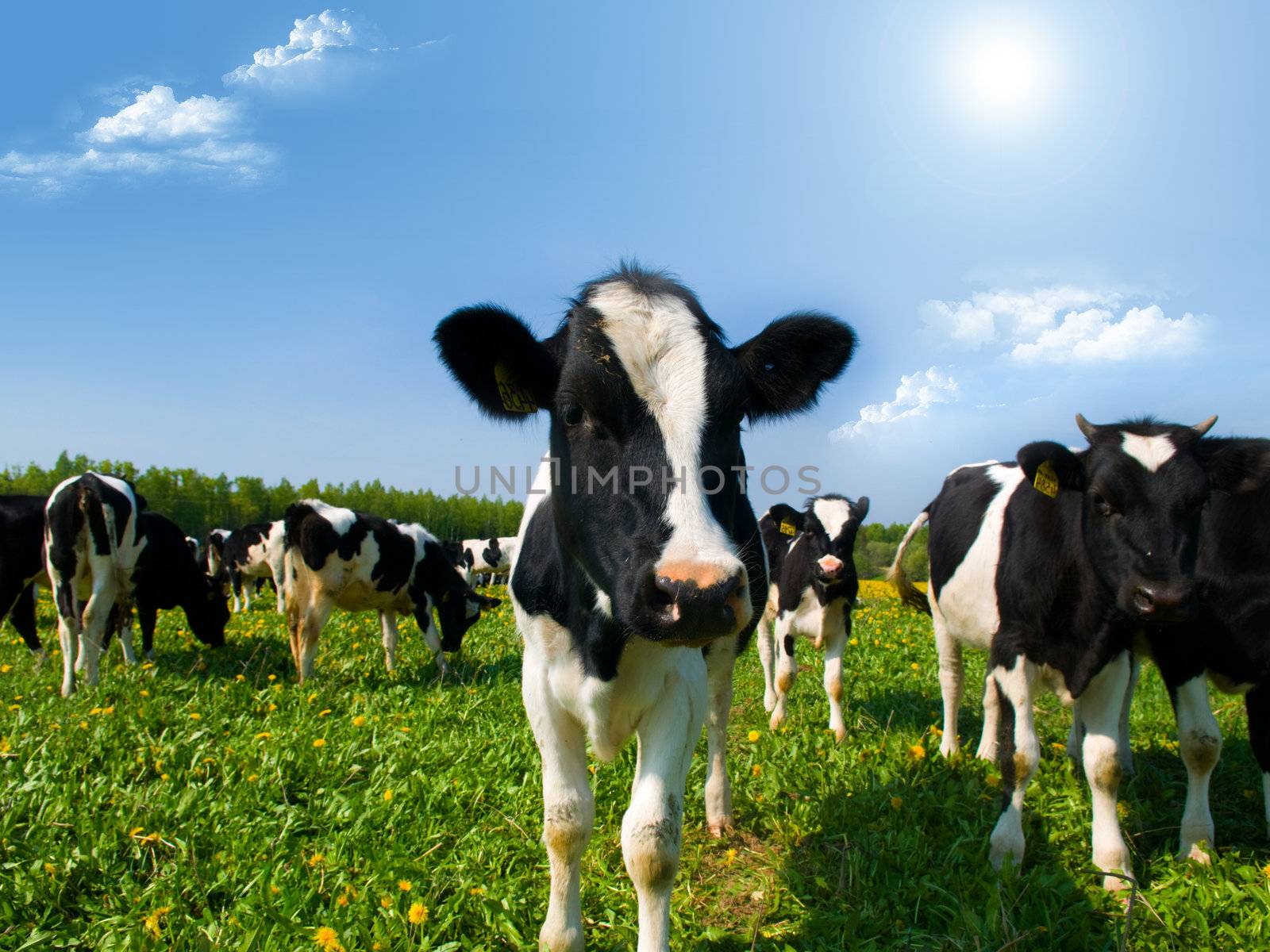 cows in a meadow