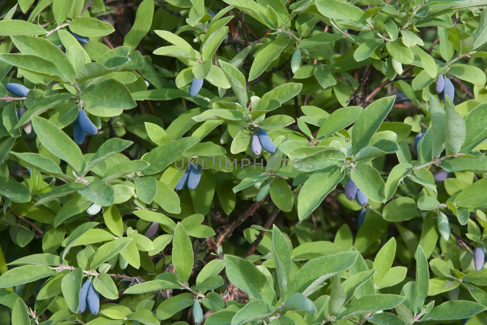 branch of honeysuckle with ripe berry

