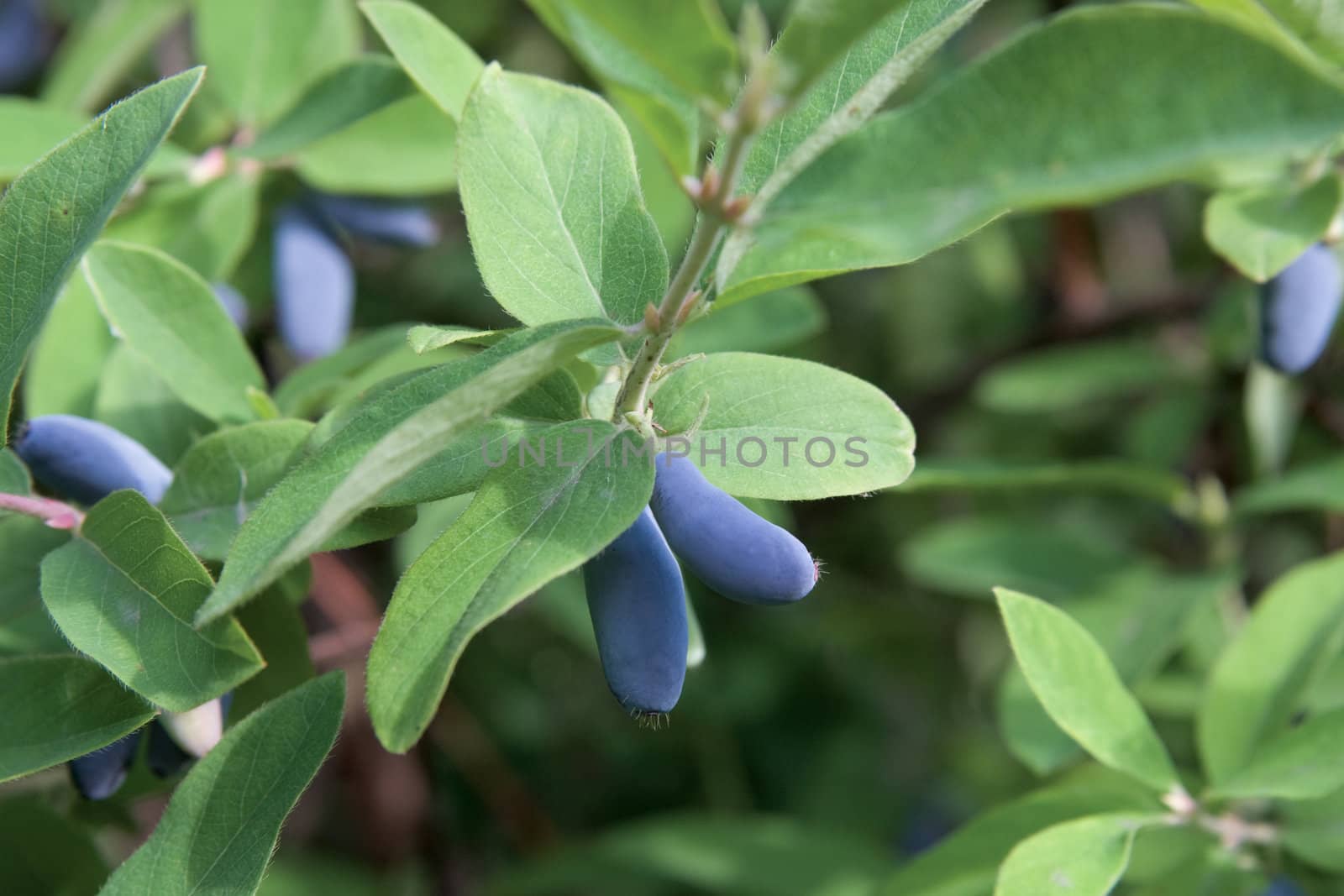 branch of honeysuckle with ripe berry

