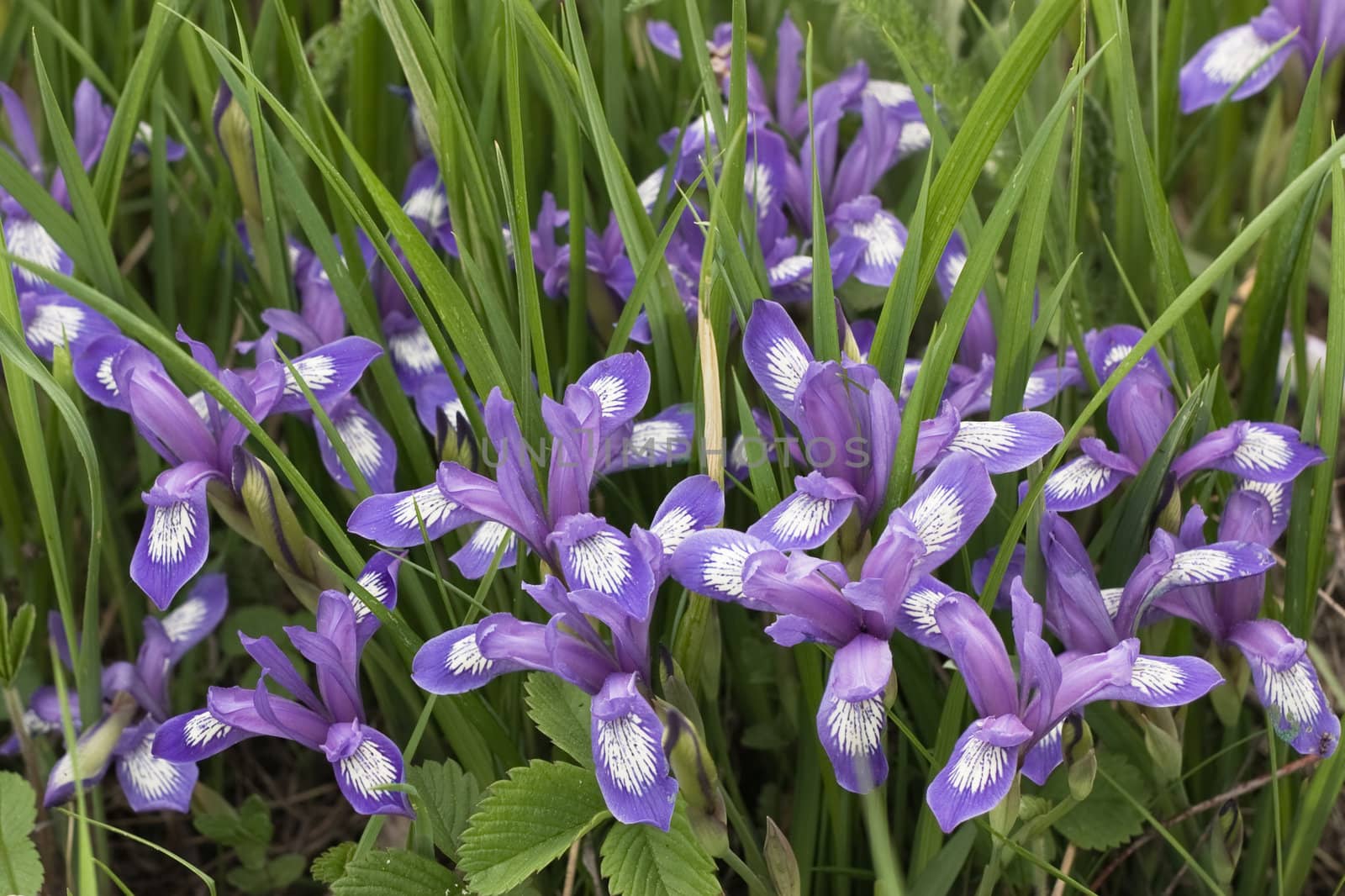 The curative plant " iris versicolor " is applied in the medical purposes