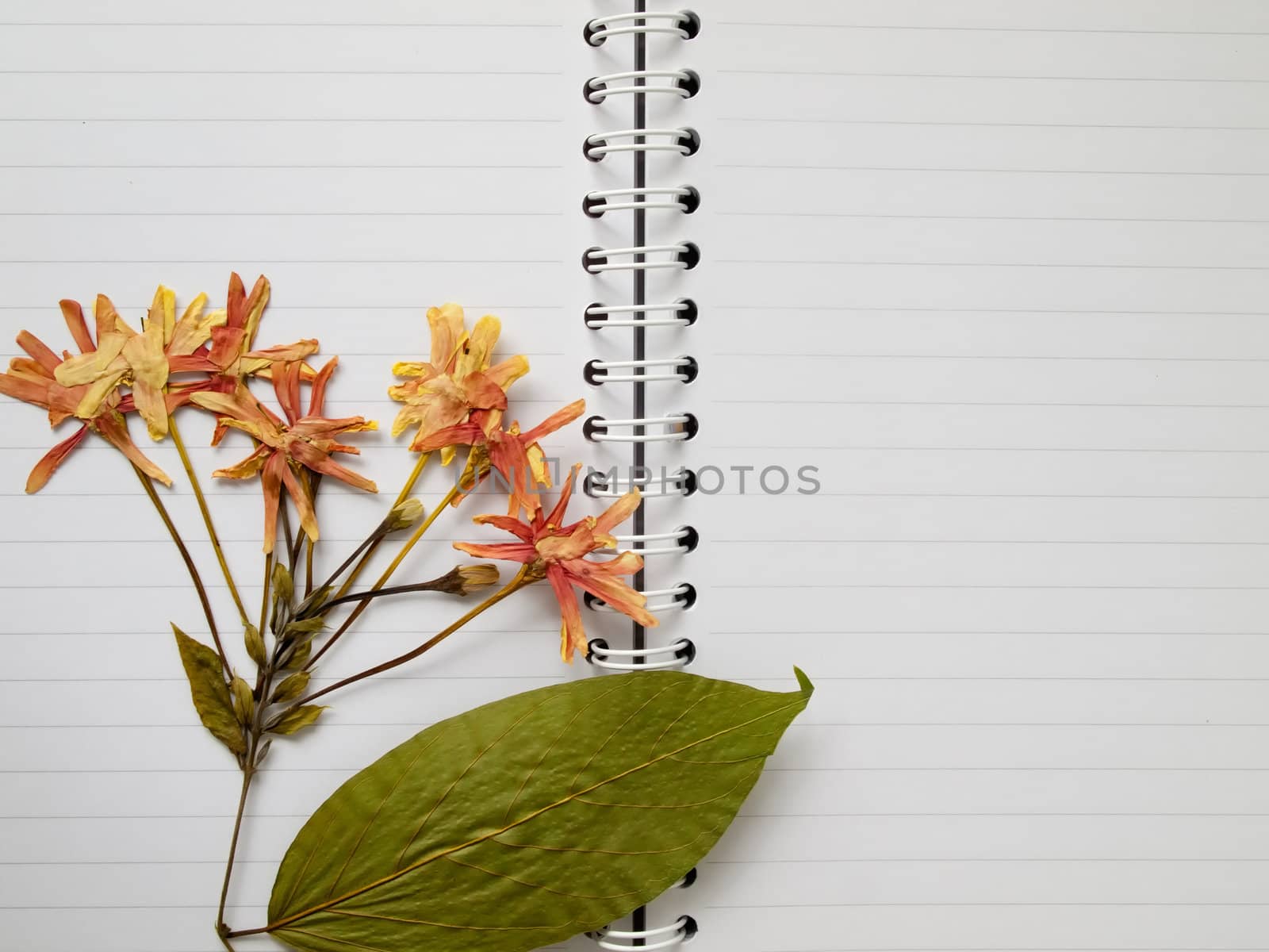 pressed dry flower on open white two page notebook background