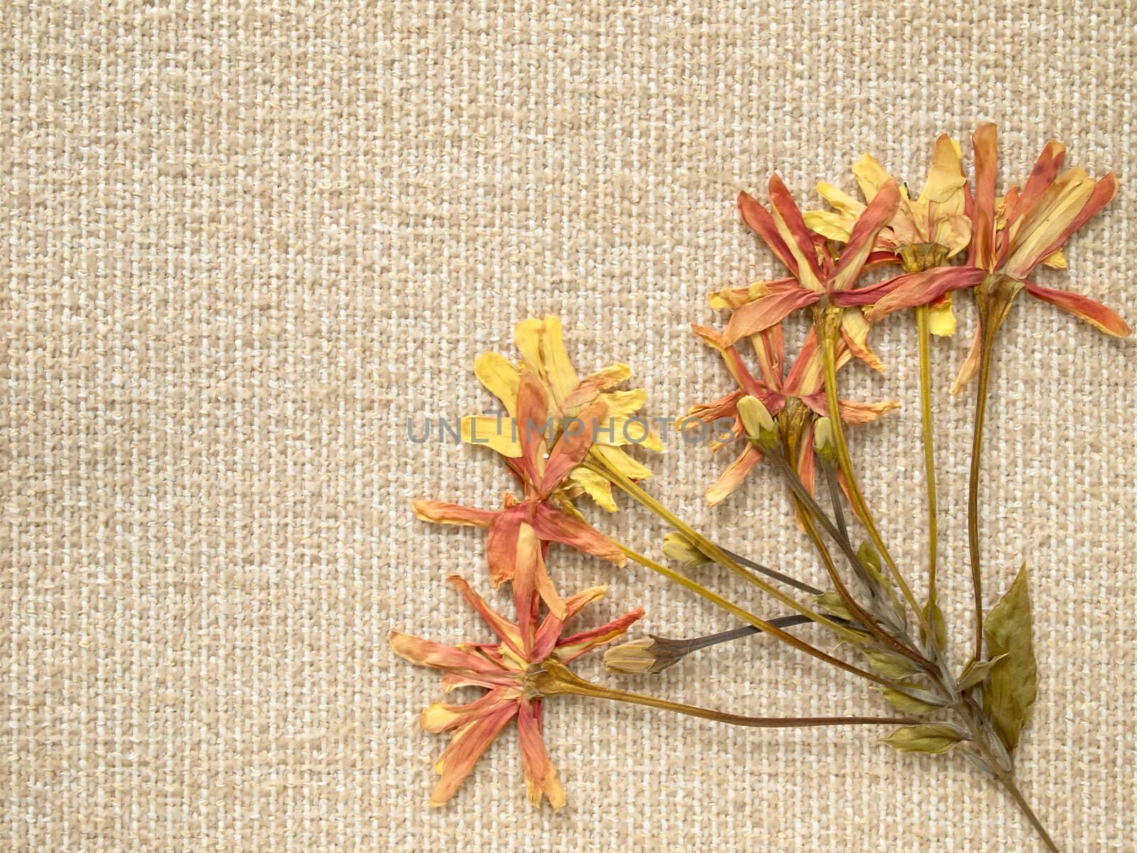 pressed dry flowers on light brown fabric background