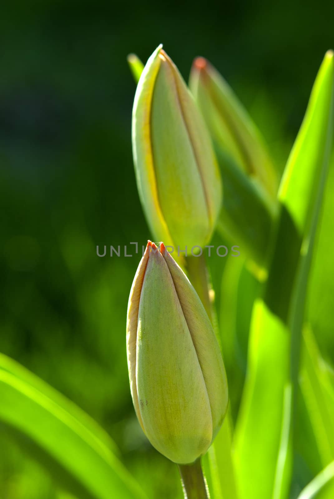 Unopening up buds of tulips.