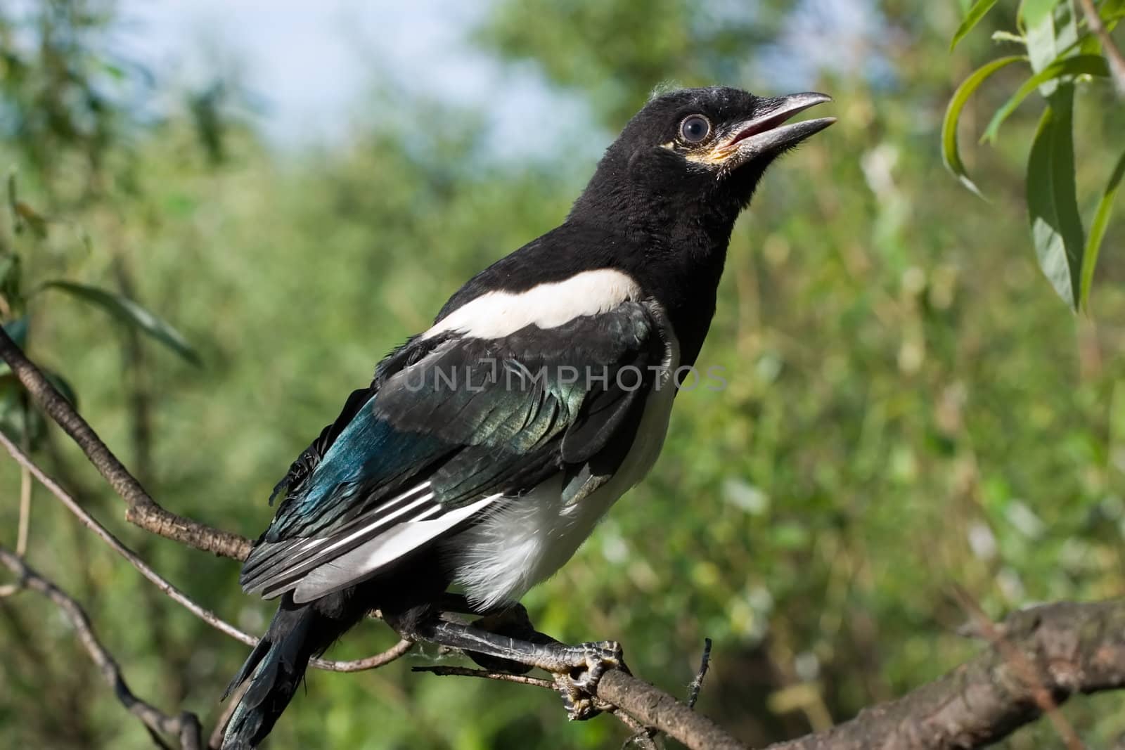 Magpie nestling  sits on a branch of a tree