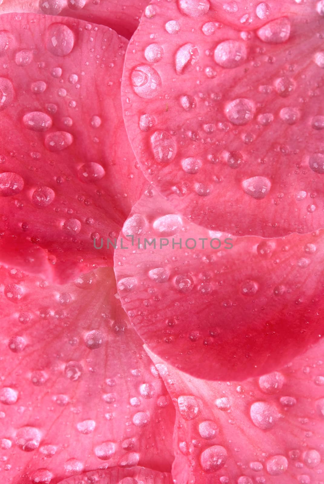 Drops of water on the tender petals of pink color