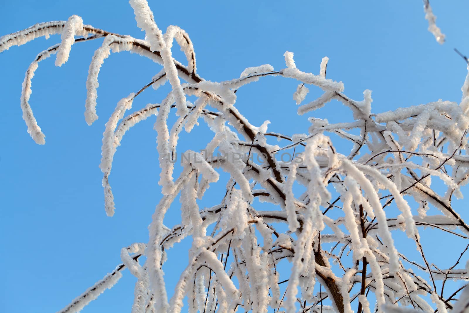 the winter-impression into the frosty afternoon