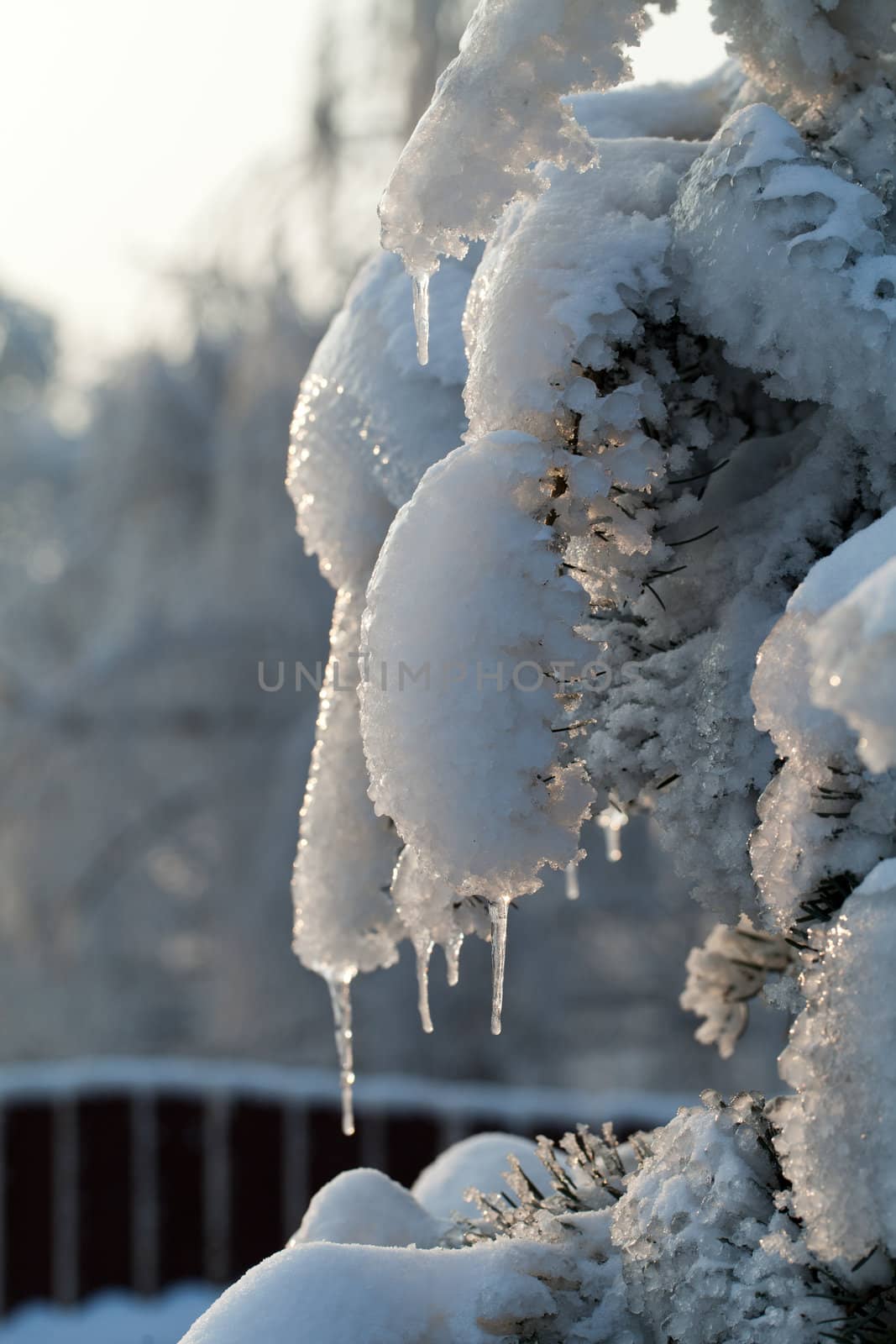 the winter-impression into the frosty afternoon