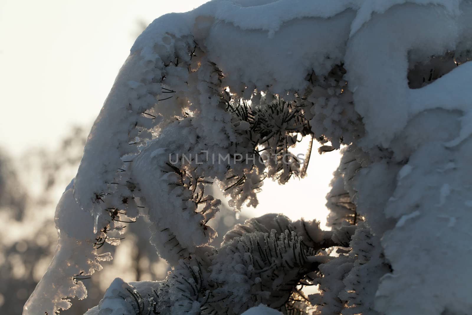the winter-impression into the frosty afternoon