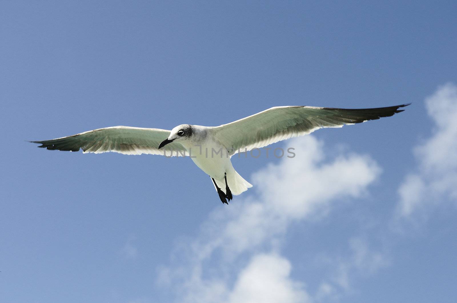 A beautiful seagull by ventdusud