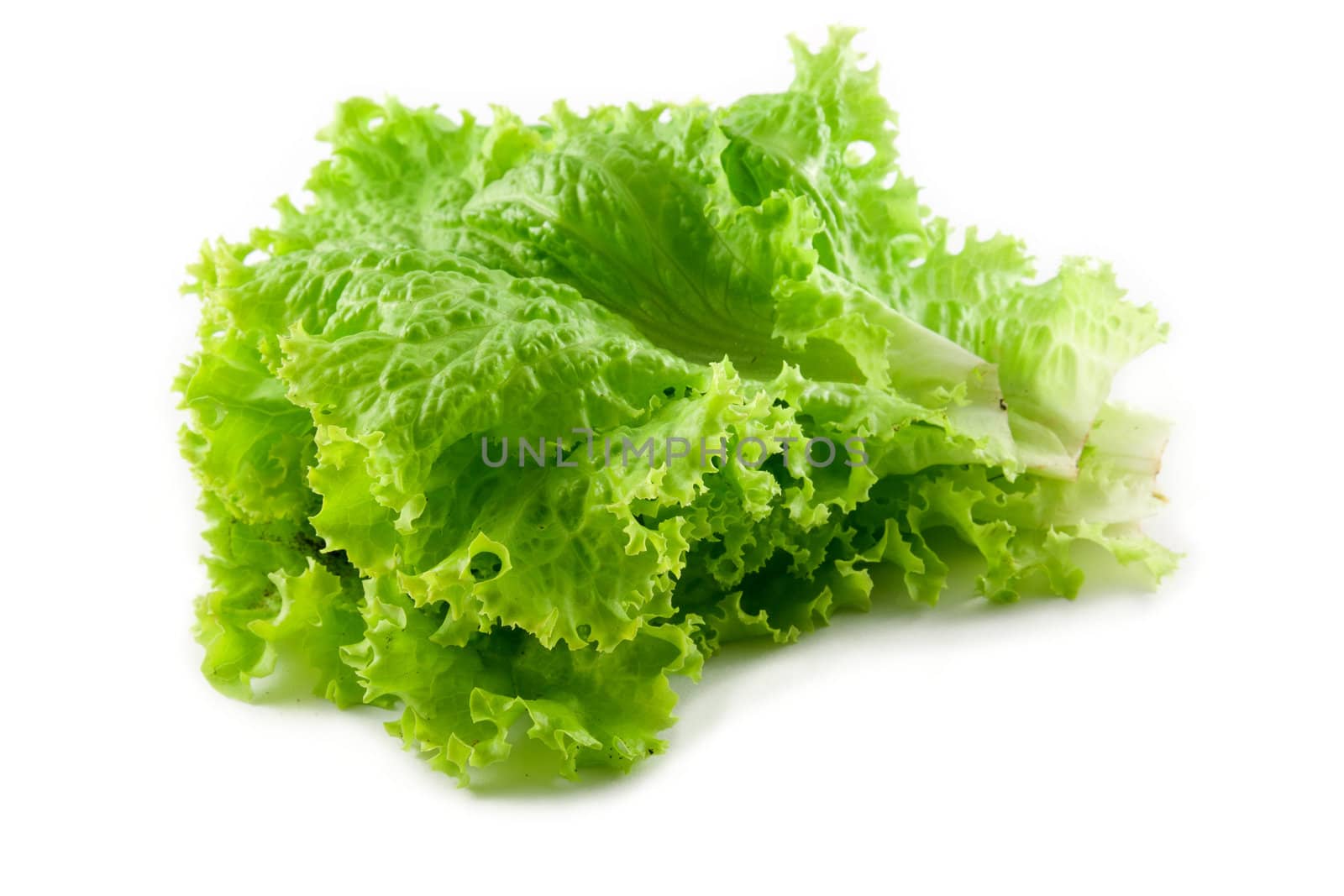 Fresh green lettuce leafs on white background