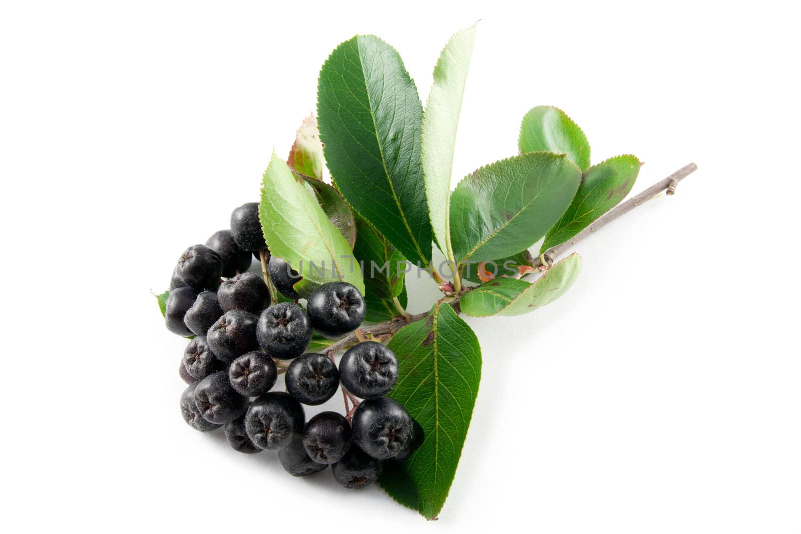 Black Aronia berries on a white background