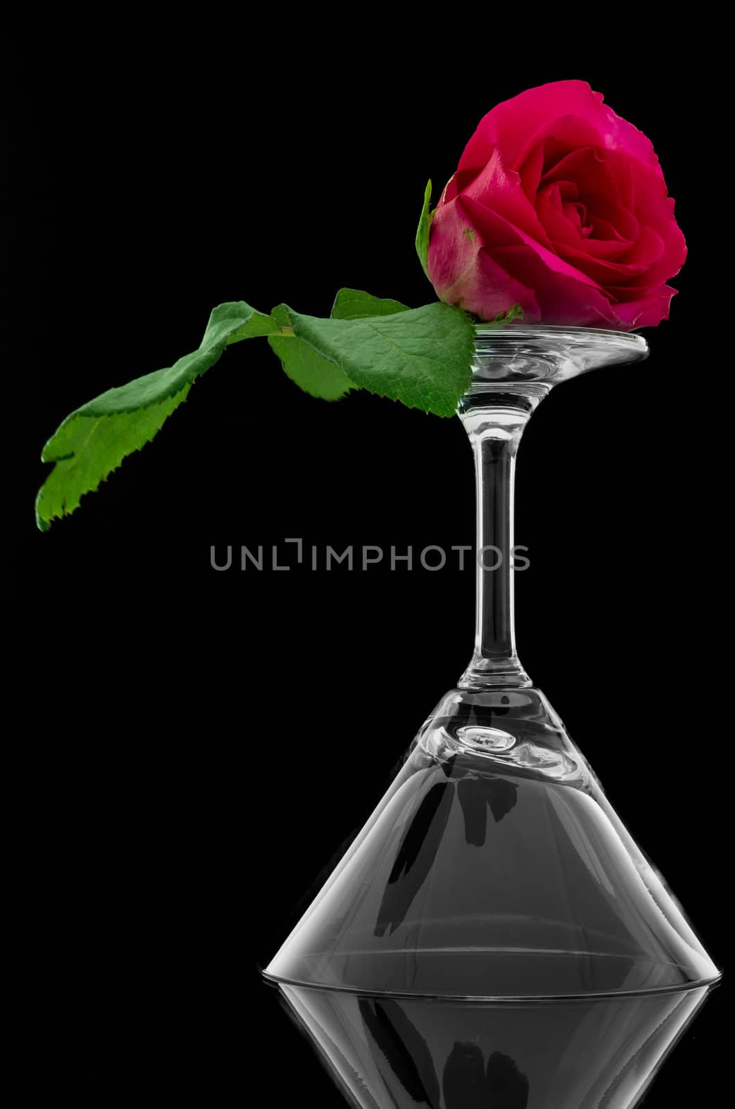 Rose on overturn empty cocktail glass on black background and reflect
