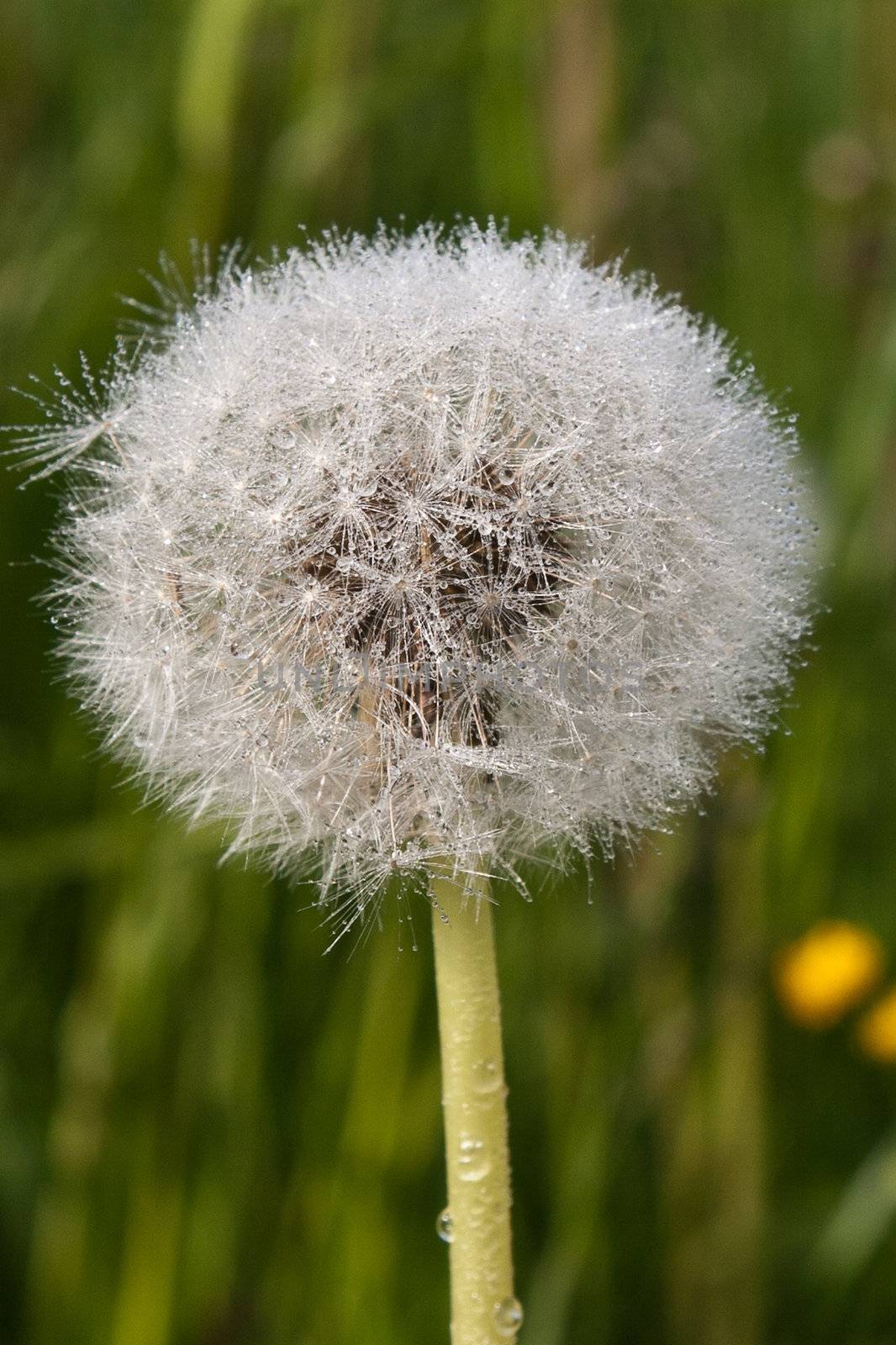 Dandelion seed with water drops