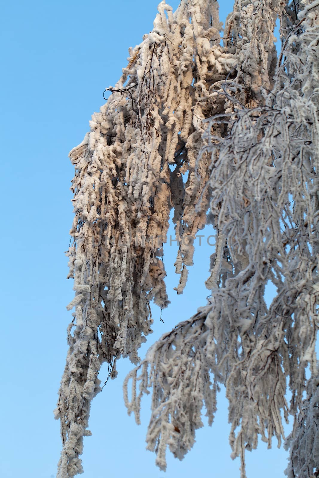 the winter-impression into the frosty afternoon