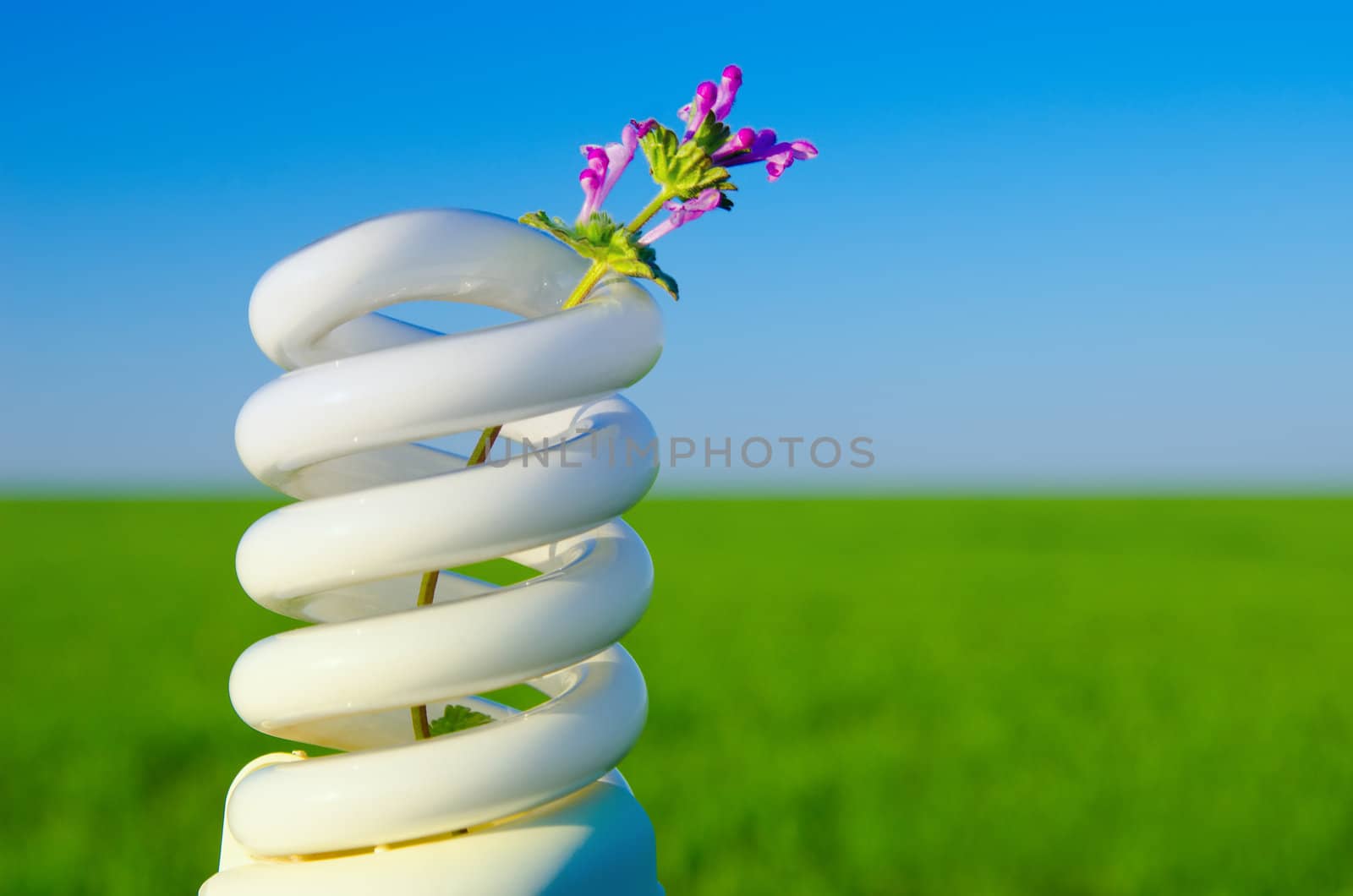 flower in energy saving lamp over field