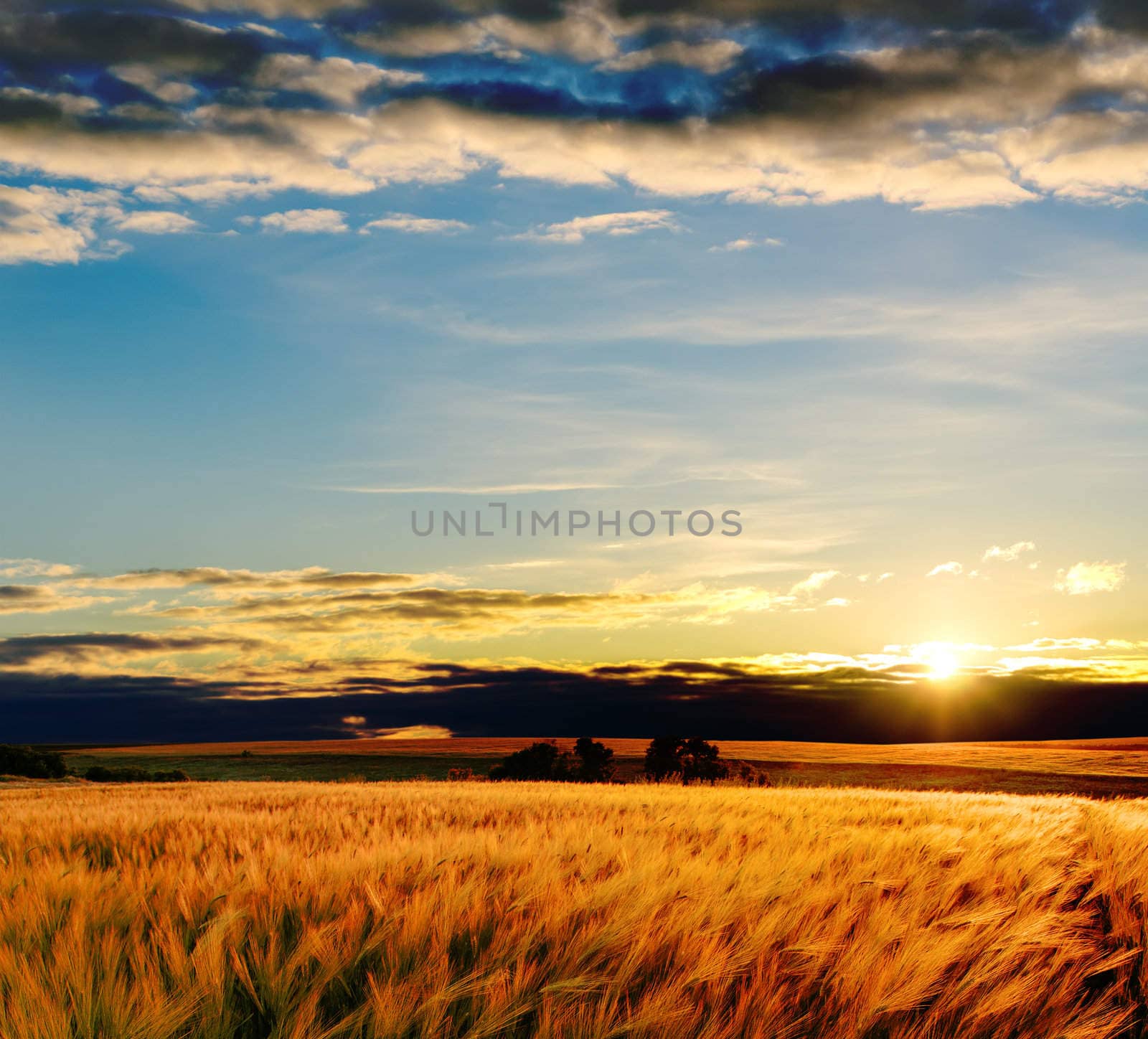 field with gold barley in sunset