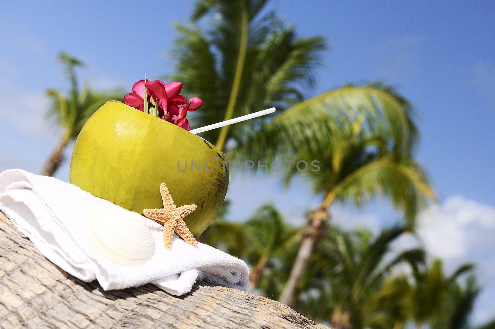 Coconut with drinking straw on a palm tree at the sea 