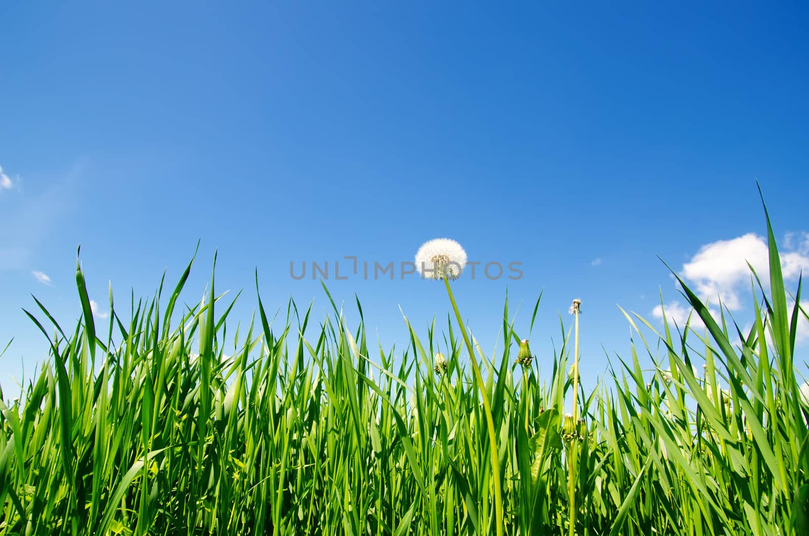 old dandelion in green grass field and blue sky by mycola