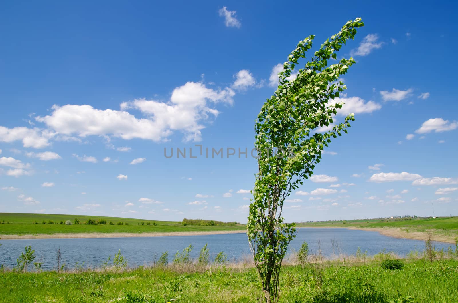 tree of poplar near river under deep blue sky