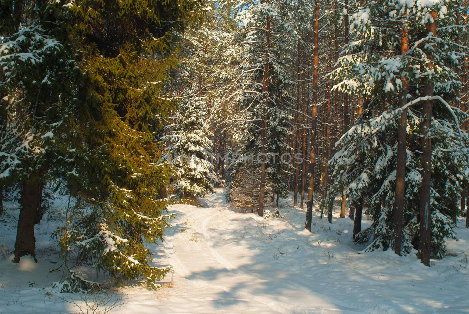 Winter forest