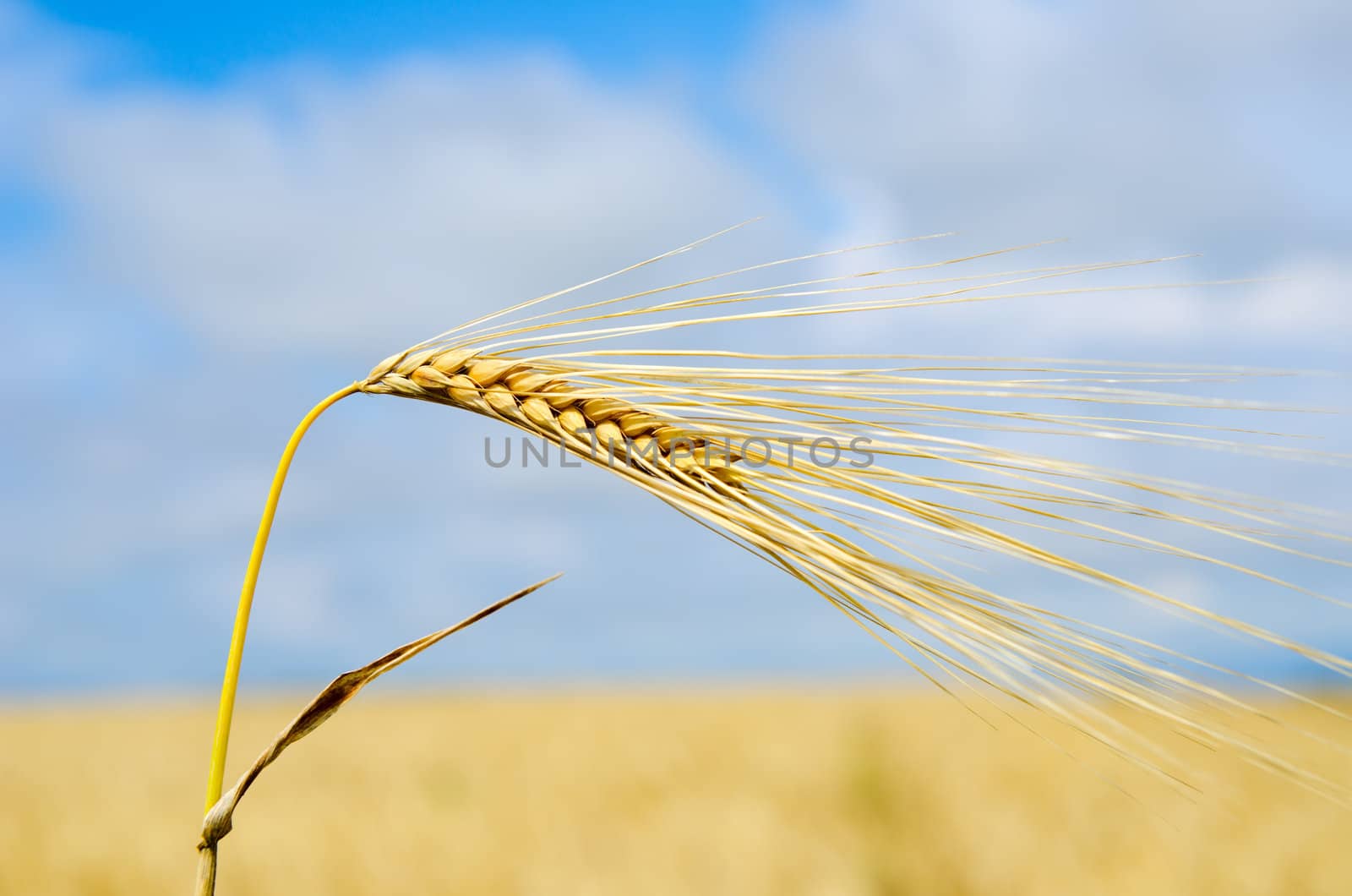 gold ears of wheat close up by mycola