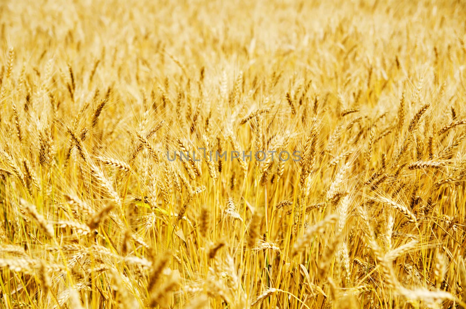golden barley by mycola