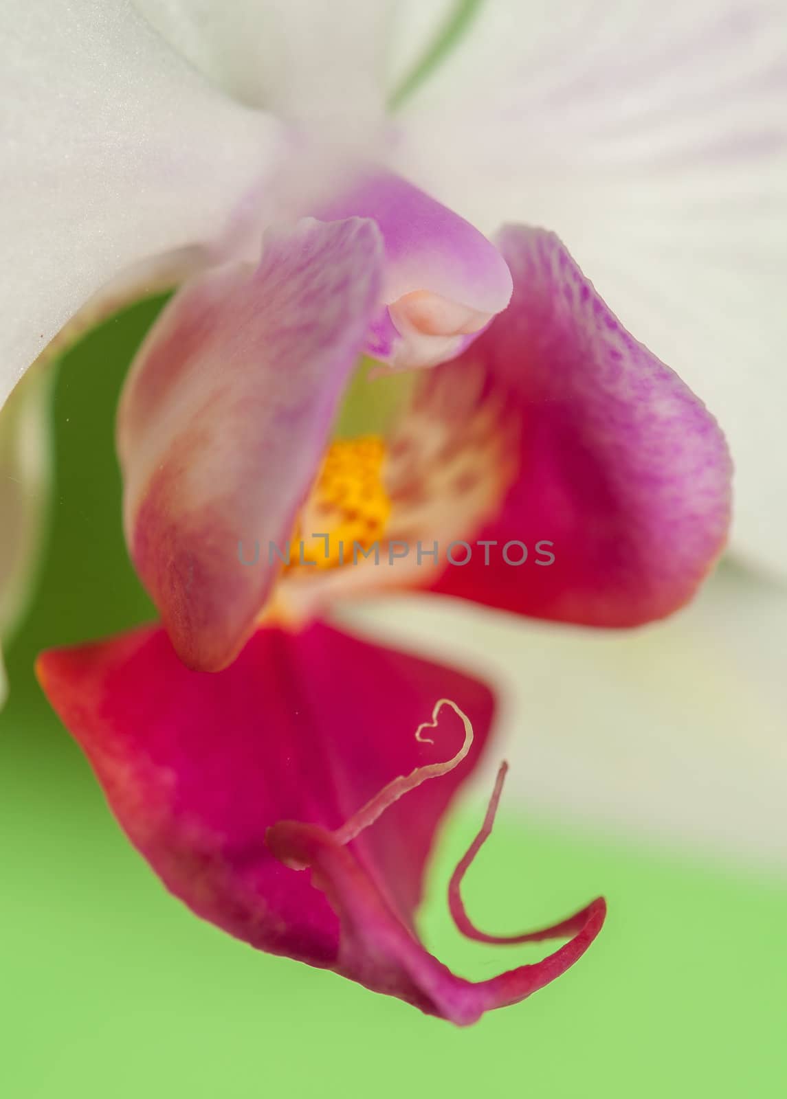 Orchid by Gucio_55
