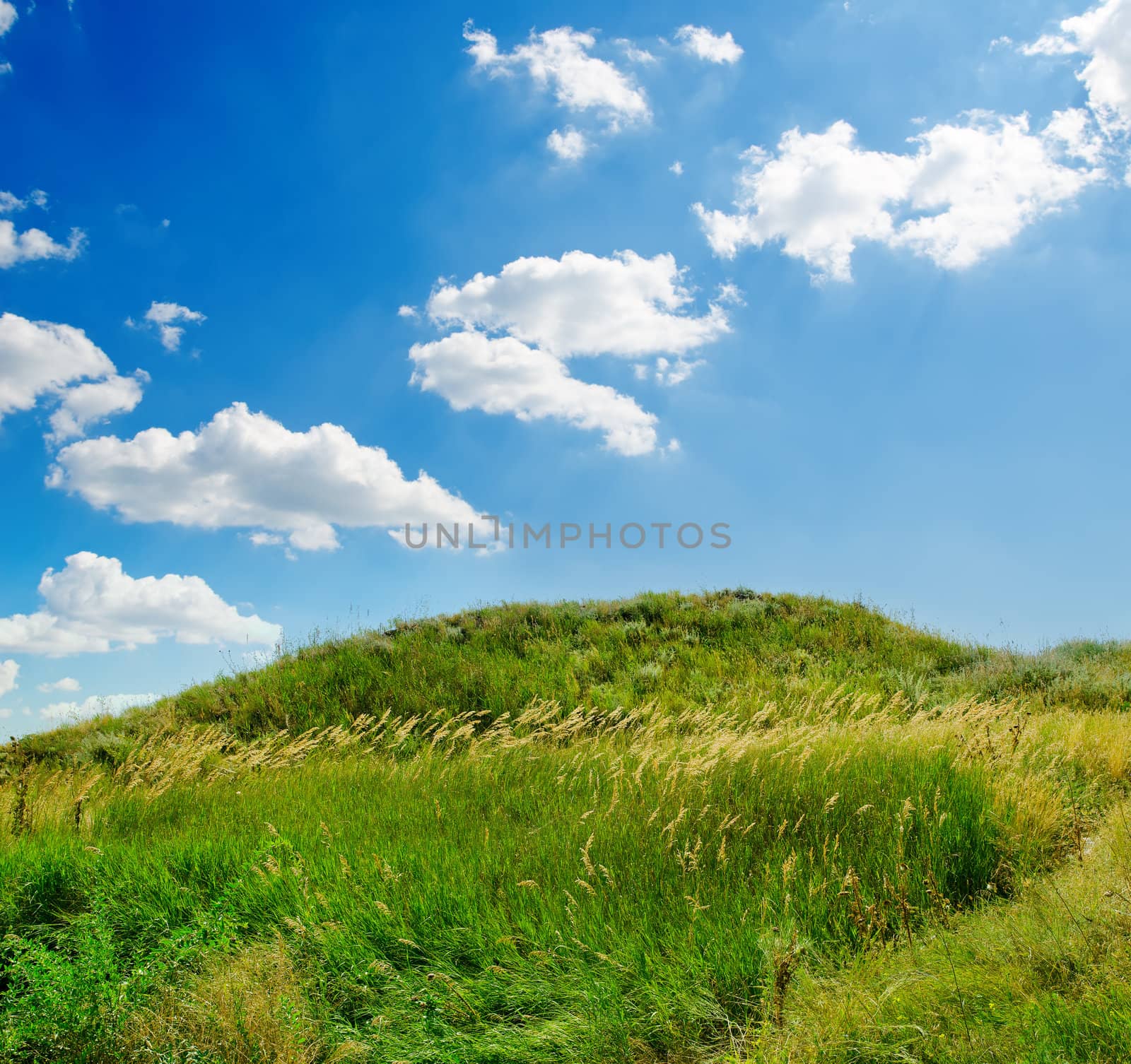 green grass and deep blue sky with clouds