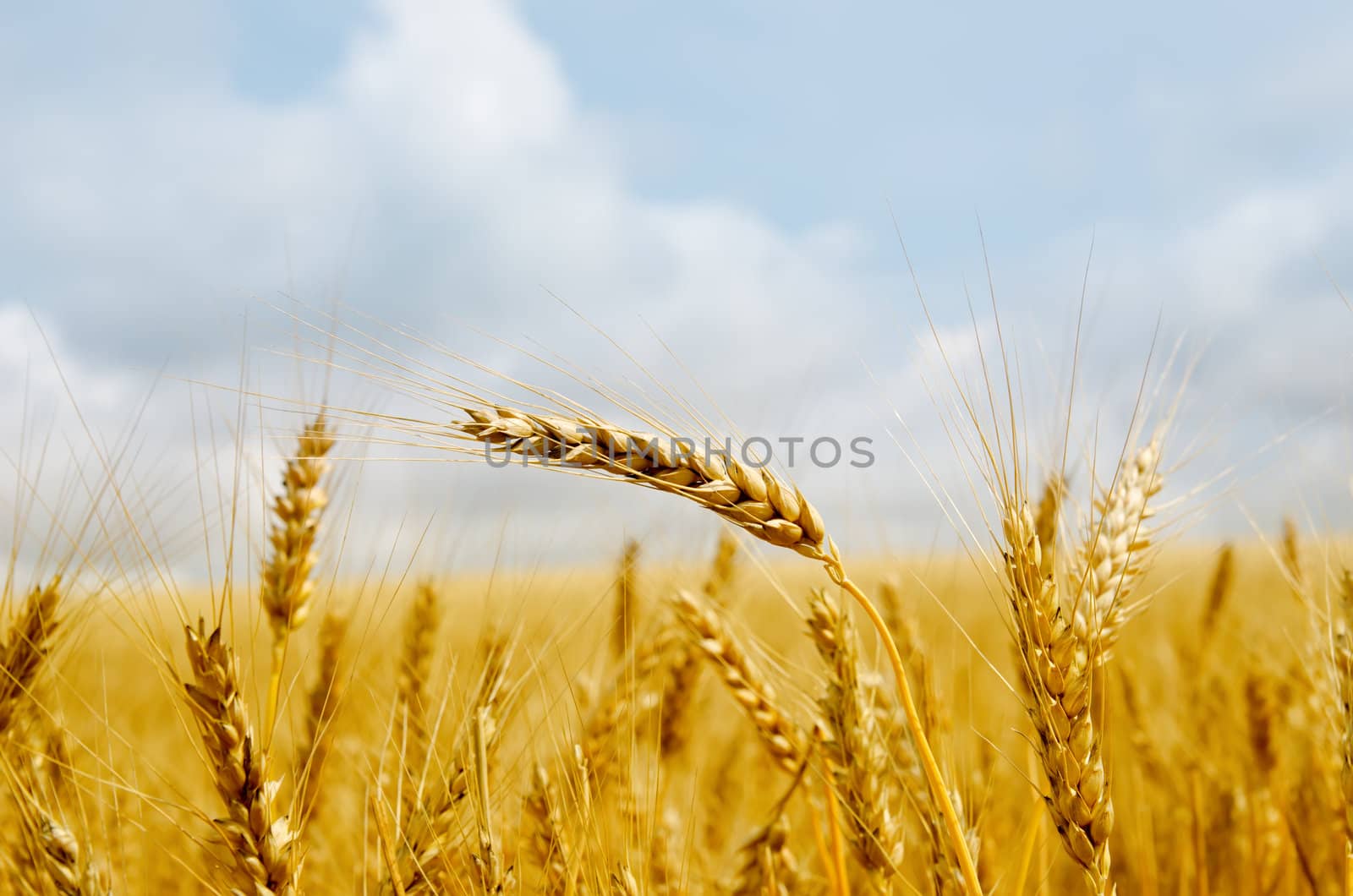 gold barley close up by mycola