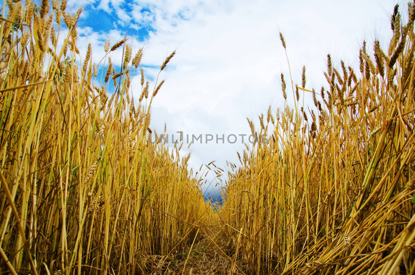 field of wheat inside