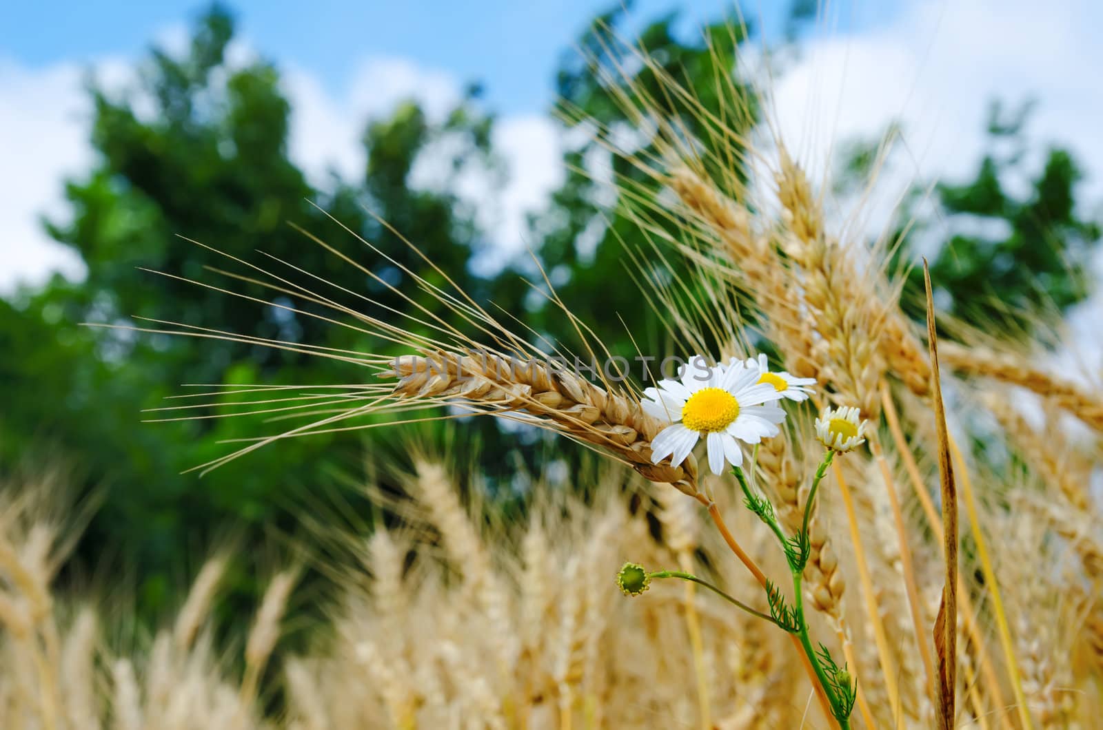 ears of wheat with flowers