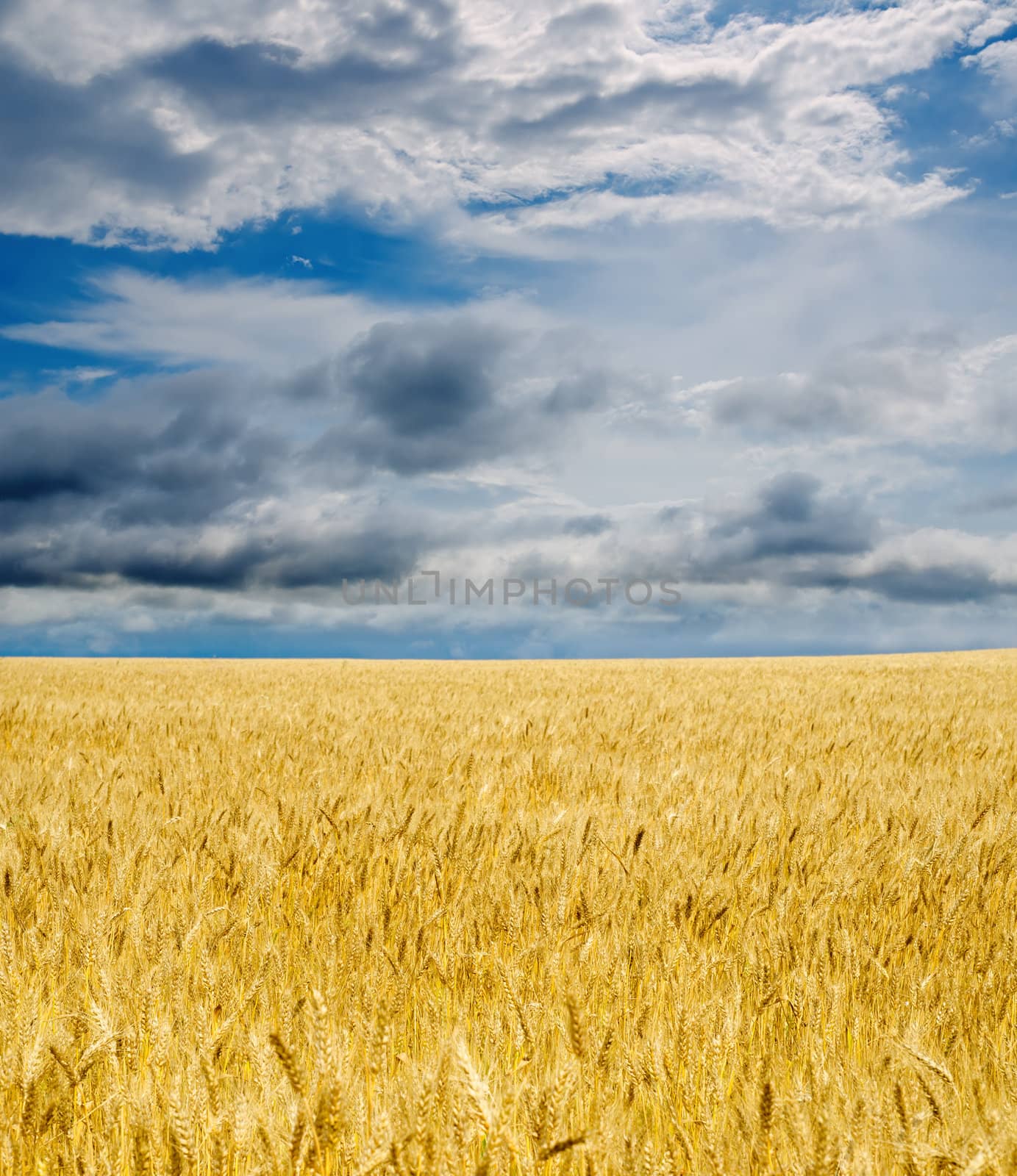 golden field under dramatic sky by mycola