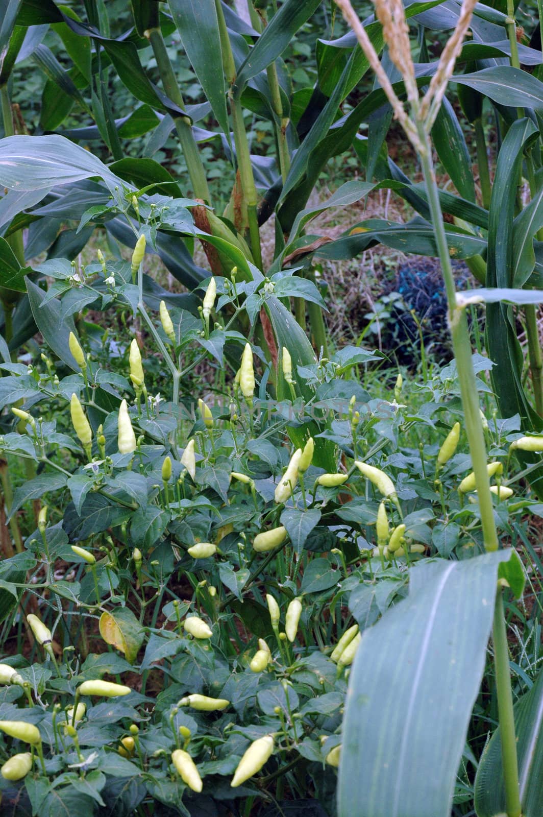 chilli plants