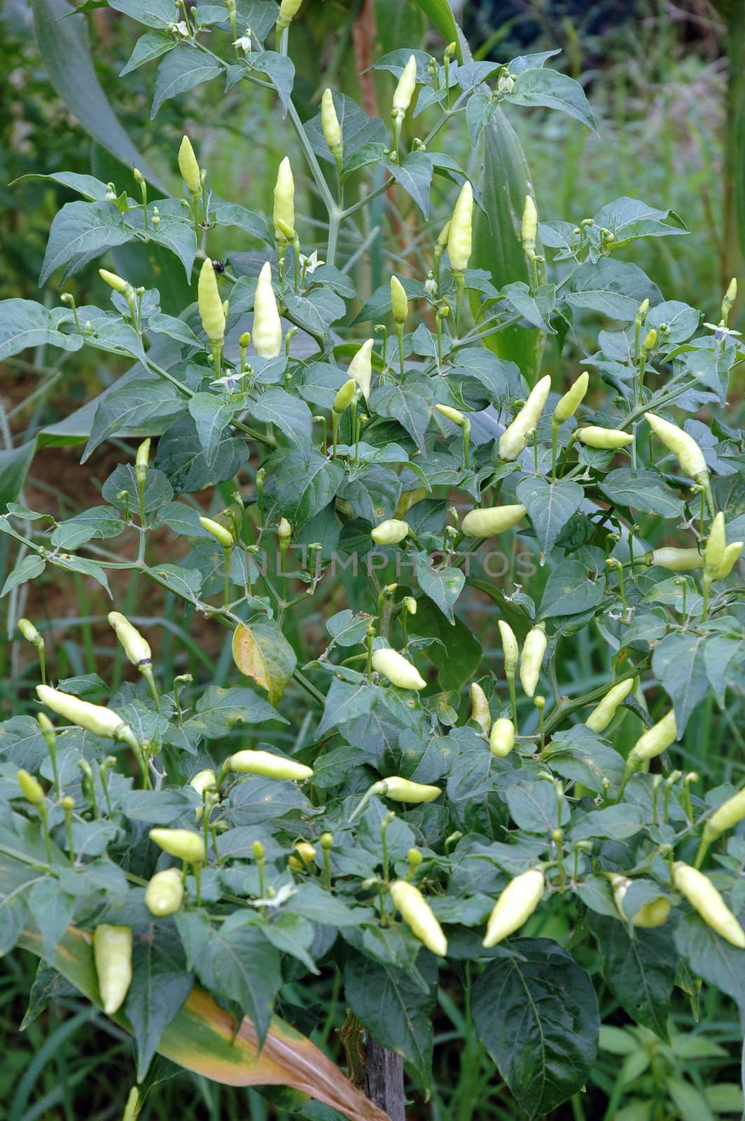 chilli plants